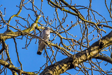 Birds in tree with blue sky
