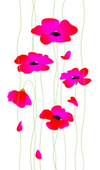 Fototapeta na wymiar Flowers red poppies on stalks. Womens beautiful fashionable illustration for postcard, congratulations on the holiday. Pattern for fabric and wall wallpaper. Spring picture for March 8.