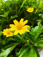 yellow flower in the garden