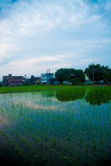 Rice field in Toyama, Japan. Japan is a country located in the East Asia.