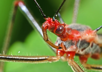 Macro Photo of Head of Assassin Bug on Green Leaf