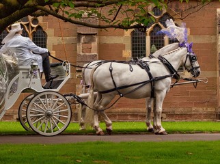 Wedding Horses