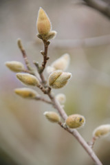 梅のつぼみ