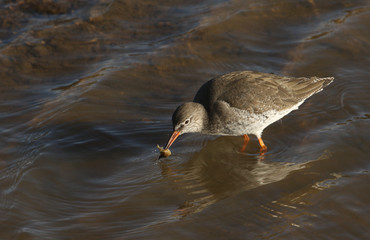 A beautiful Redshank (Tringa totanus) with a crab in its beak which it has just caught and is about to eat.