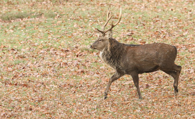A beautiful Stag Manchurian Sika Deer (Cervus nippon mantchuricus ) walking in a field in autumn.	
