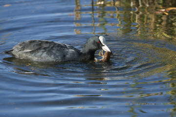 A Coot (Fulica atra) swimming in a lake with a crayfish in its beak which it has just caught and is about to eat.