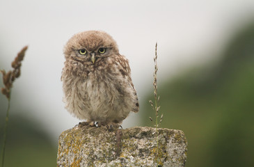 A cute baby Little Owl (Athene noctua) perching on a fence post at sunset.