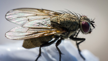 Closeup of Fly