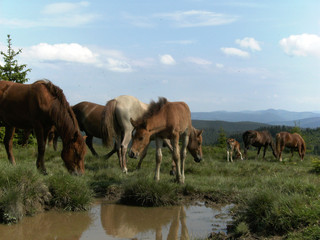 herd of horses