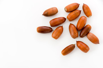 Obraz premium どんぐり