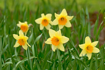Daffodils, growing on a flower bed.