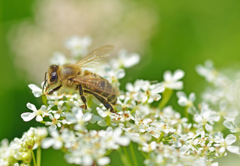 Bee collects pollen from a flower.