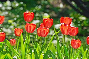 Bright roses grow on the flower bed.