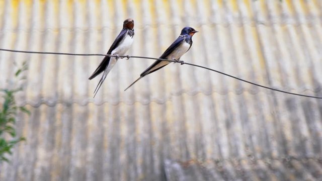 Two swallows sit side by side on a wire. One swallow slips onto the other. Bird's love. Birds are preparing for the hunt. Swallows sit on the wire. Dovetail rally. Birds in the yard. wild nature