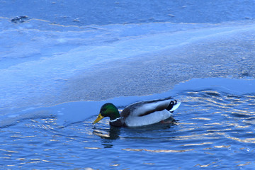 wild herd of duck to swim on cold river in snow and ice
