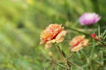 Orange portulaca in the graden
