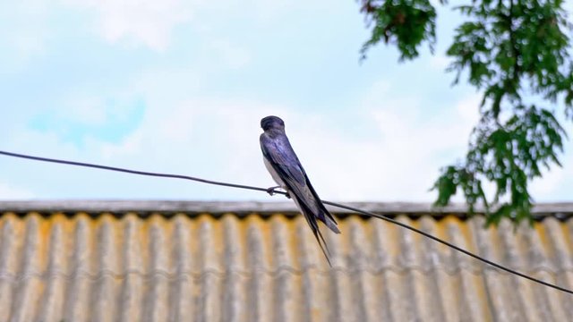 One swallow sits on the wire. The swallow watches as another swallow flies by. Swallows sit on the wire. Dovetail rally. Birds in the yard. wild nature