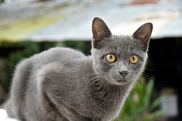Cute little black cat, sitting on a white brick wall on a background blurred in the garden.