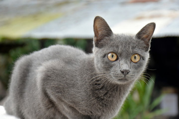 Cute little black cat, sitting on a white brick wall on a background blurred in the garden.