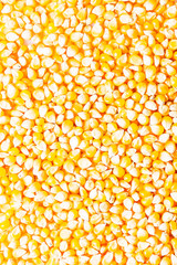 Background of fresh golden raw corn kernels