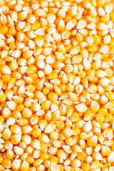 Background of fresh golden raw corn kernels
