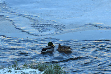 wild duck float on cold river in snow and ice