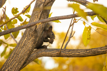 squirrel and nuts