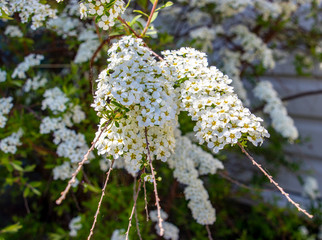 white flowers in garden
