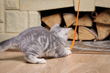 Kitten playing with orange lace. It is lured with orange lace in front of the fire place.