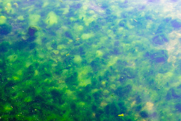 Obraz na płótnie Canvas Waste water with green algae.