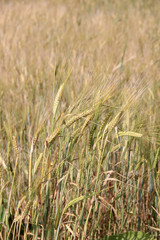 Large field of fresh wheat in countryside