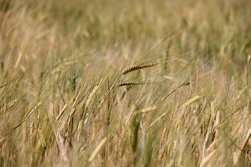 Large field of fresh wheat in countryside