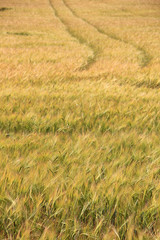 Large field of fresh wheat in countryside