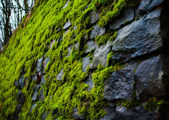 moss on rock