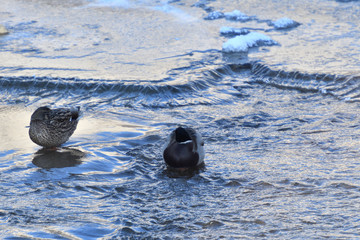 wild duck float on cold river in snow and ice