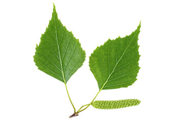 Green birch bud and leaves isolated on white background