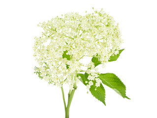 Elderflower with leaves isolated on white background
