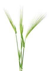 Fototapeta premium Green spikelet of barley on white background