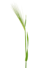 Single green spikelet of barley on white background