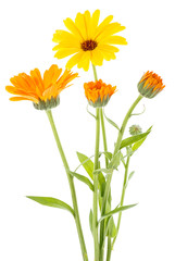 Calendula officinalis. Marigold flowers with leaves isolated on white background. Medical plant.