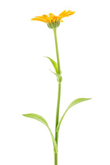 Fototapeta na wymiar Marigold - Calendula officinalis isolated on white background.