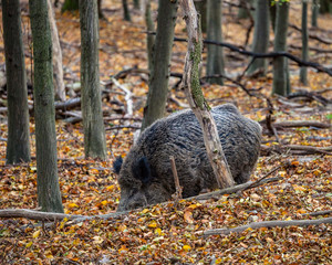 Wildschwein sucht nach dem Fressbaren im Wald