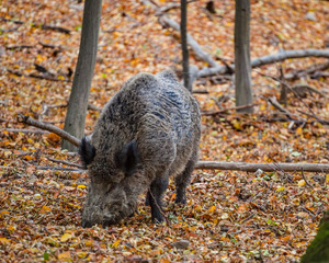 Boar - Wildschwein im Wald