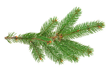 Green fir branch for christmas, isolated on white background.