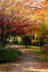 Naklejka premium 東京港野鳥公園の紅葉