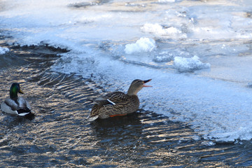 wild duck float on cold river in snow and ice