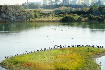 東京港野鳥公園