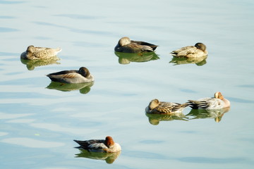 東京港野鳥公園