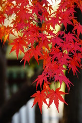 東京港野鳥公園の紅葉