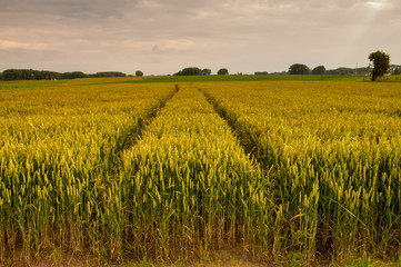 Tyre Tracks running through a wheat field in east-flanders, Belgium, around the golden hour. Summer of 2016